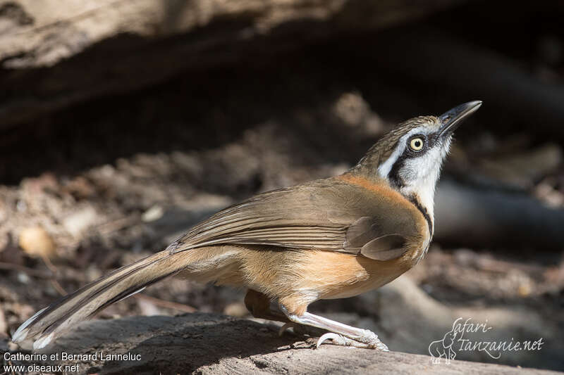 Lesser Necklaced Laughingthrushadult, identification