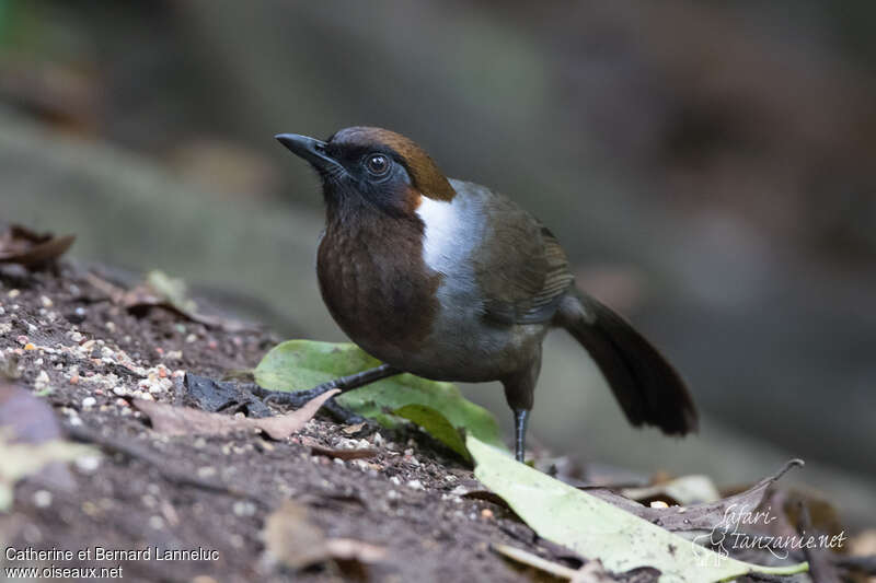 Garrulaxe bruyantadulte, identification