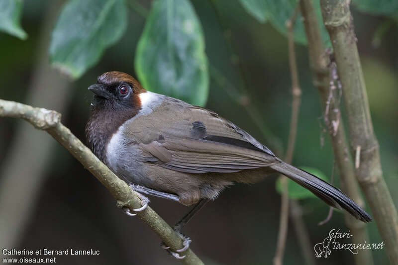 Garrulaxe bruyantadulte, identification