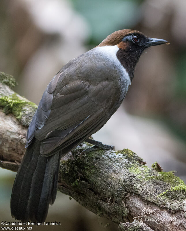 White-necked Laughingthrushadult, identification