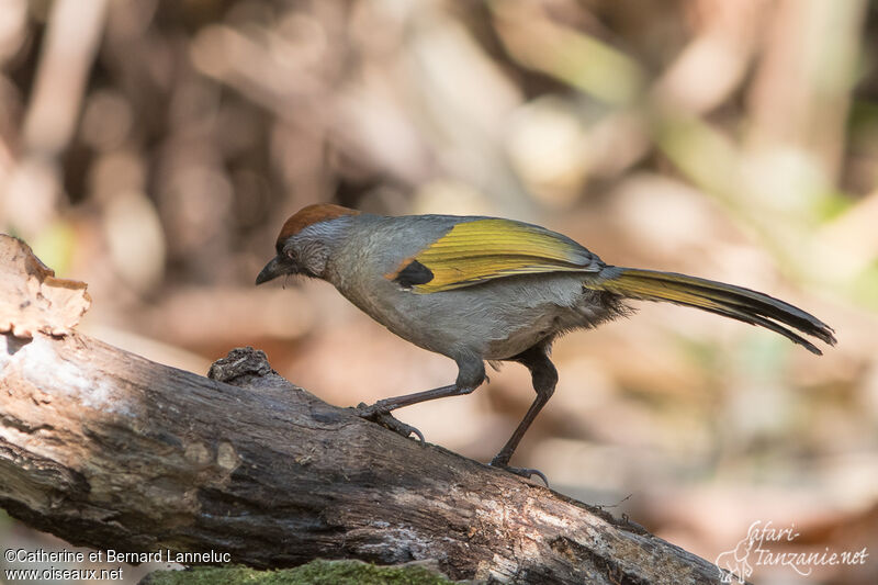 Silver-eared Laughingthrushadult