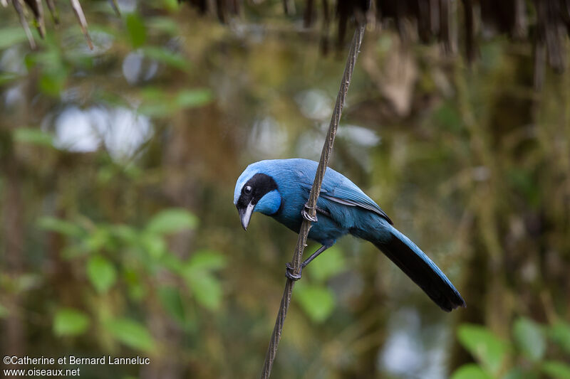 Turquoise Jayadult, Behaviour