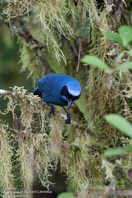 Geai turquoiseadulte, habitat, Comportement