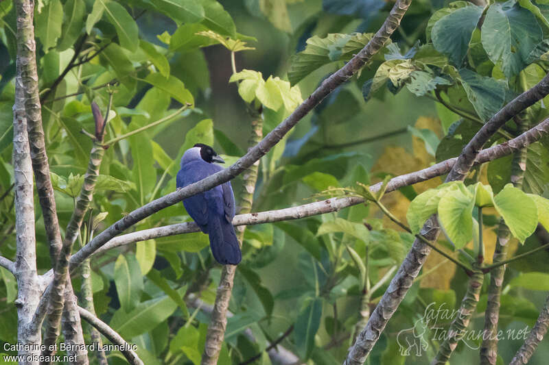 Violaceous Jayadult, habitat, pigmentation