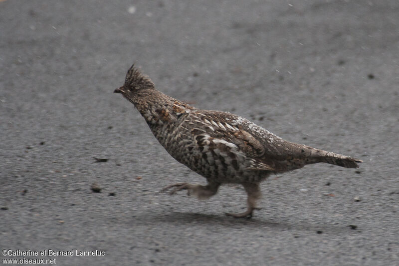 Ruffed Grouseadult