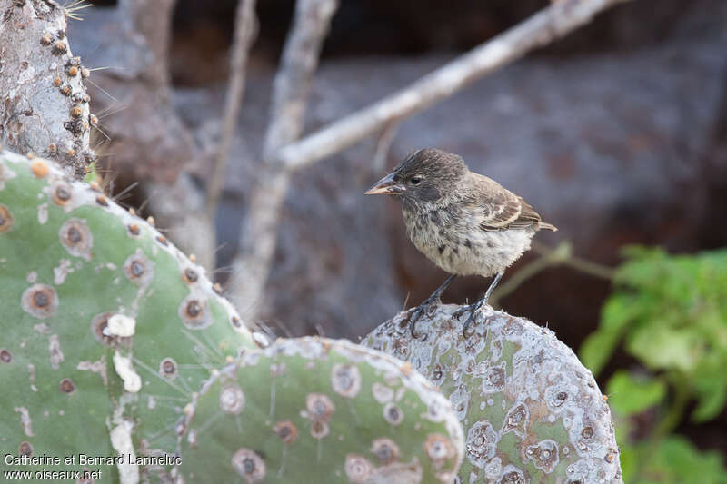 Common Cactus Finch female adult, identification