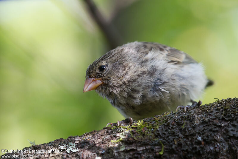 Small Ground Finch female adult, identification