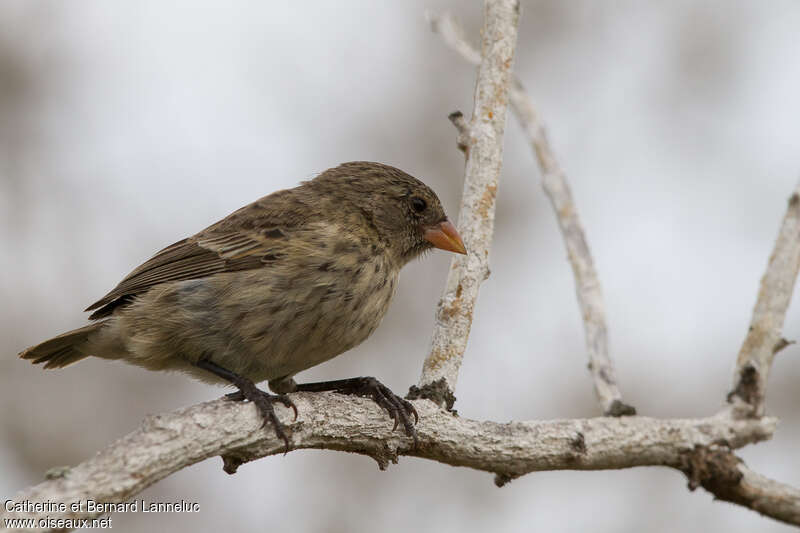 Géospize fuligineux femelle adulte, identification