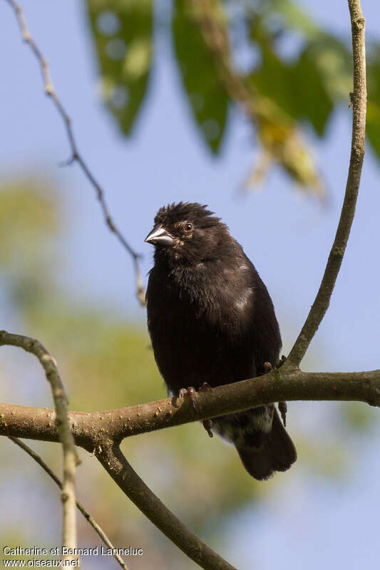 Géospize fuligineux mâle adulte, identification