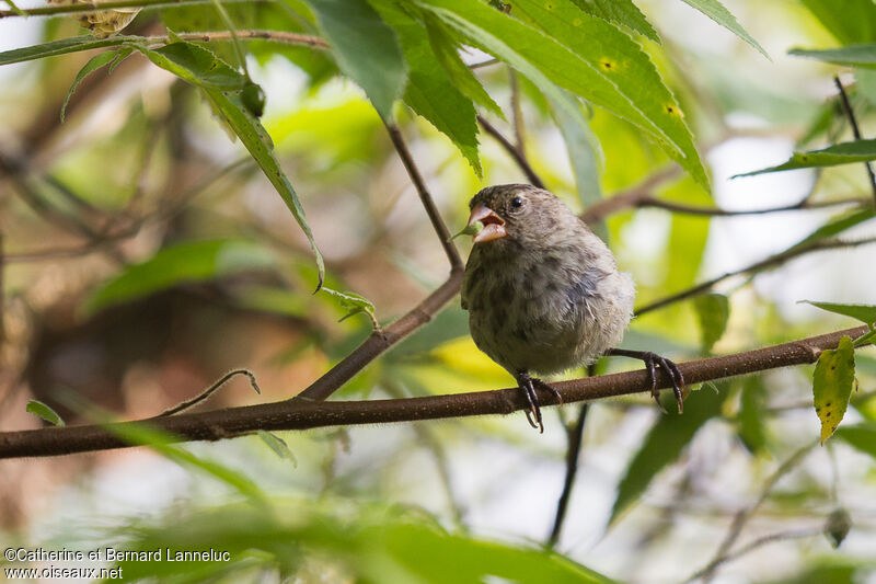 Small Ground Finch female adult, feeding habits