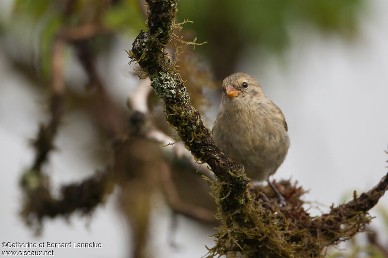 Small Tree Finchadult