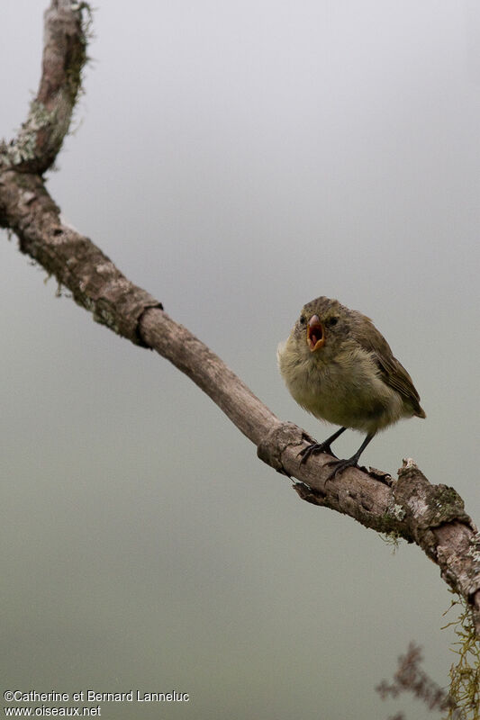 Small Tree Finchadult, song