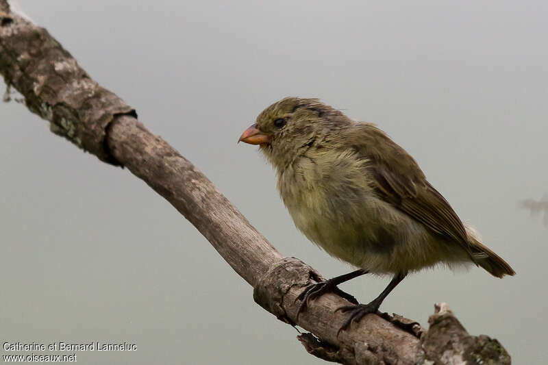 Géospize minusculeadulte, identification