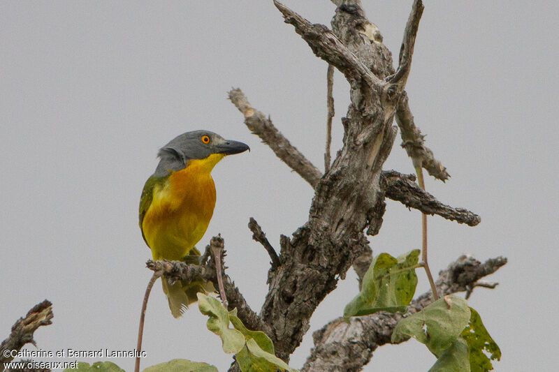 Grey-headed Bushshrikeadult, identification