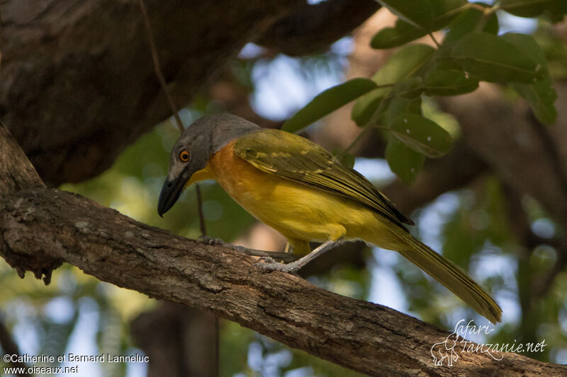 Grey-headed Bushshrikeadult, identification