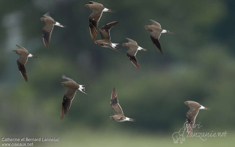 Collared Pratincole, pigmentation, Flight