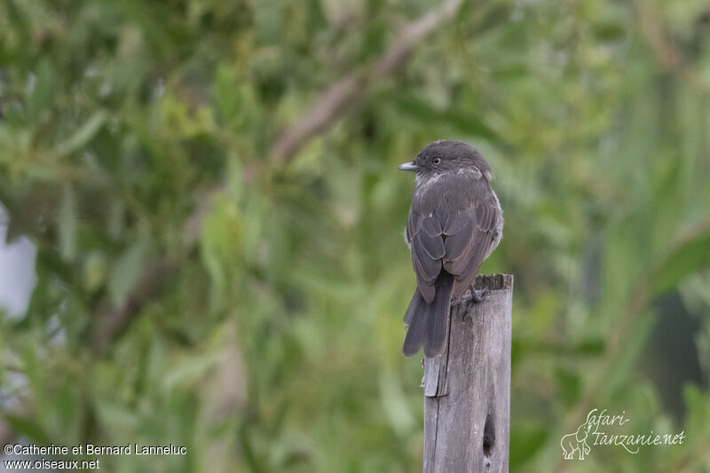 Abyssinian Slaty Flycatcher