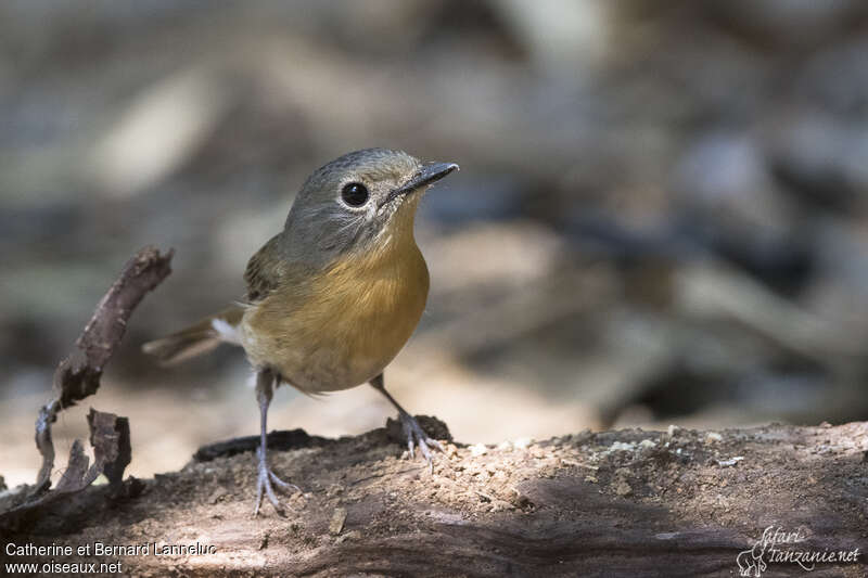 Hill Blue Flycatcher female adult, close-up portrait, Behaviour