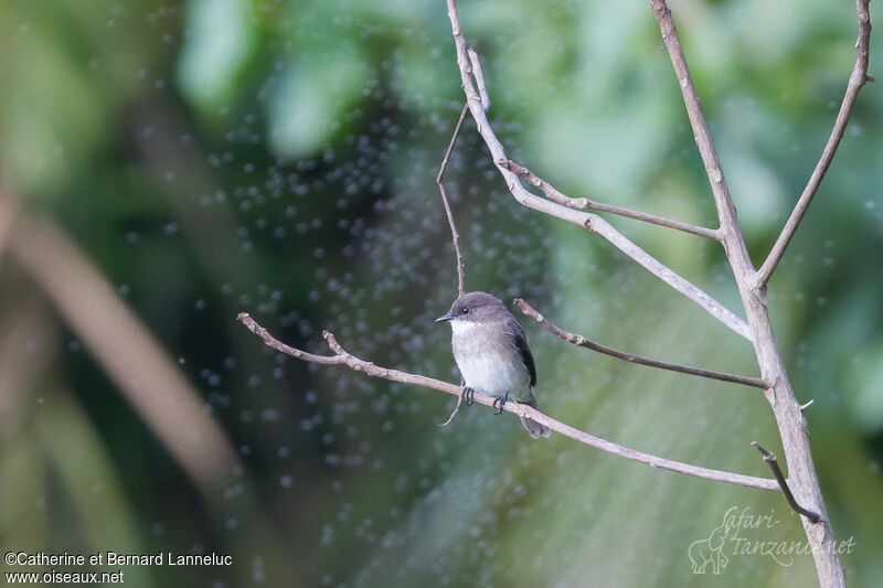 Swamp Flycatcher