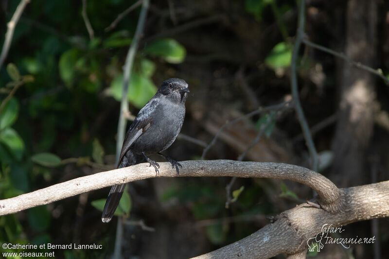 Northern Black Flycatcheradult, identification