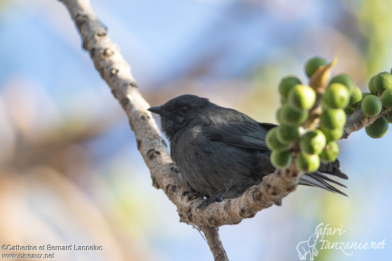 Northern Black Flycatcheradult