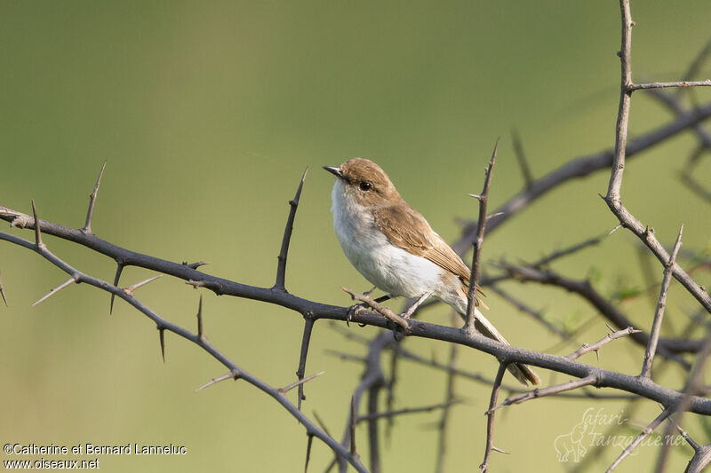 Marico Flycatcheradult, identification