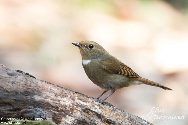 Rufous-bellied Niltava female adult, identification