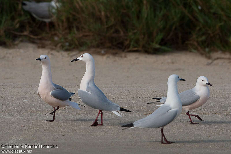 Slender-billed Gulladult breeding, pigmentation, Behaviour