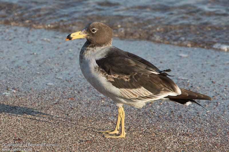 Belcher's GullFirst year, identification