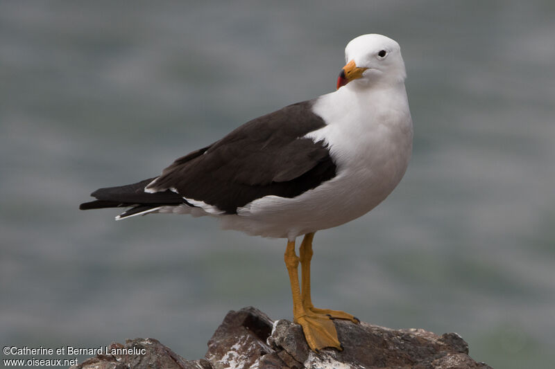 Belcher's Gulladult, identification