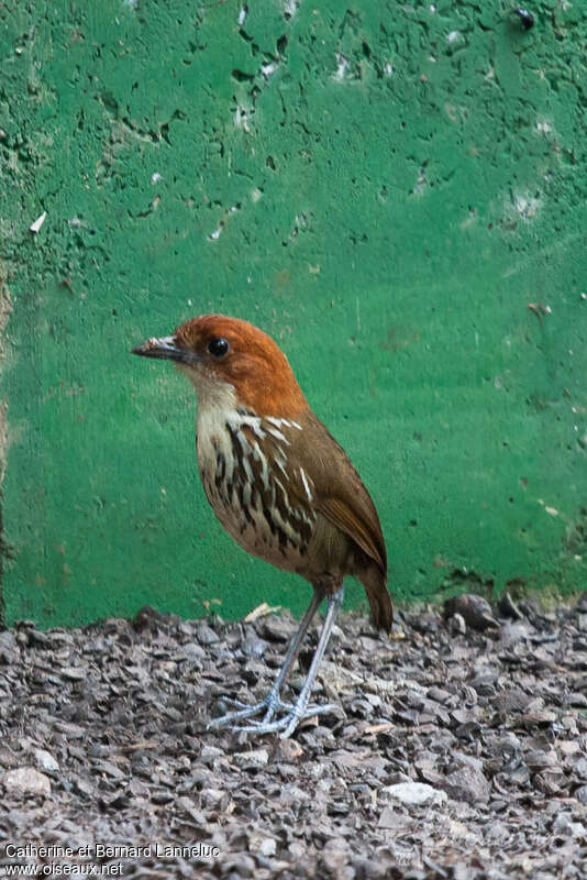 Chestnut-crowned Antpittaadult, pigmentation, Behaviour