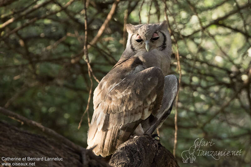 Grand-duc de Verreauxadulte, identification