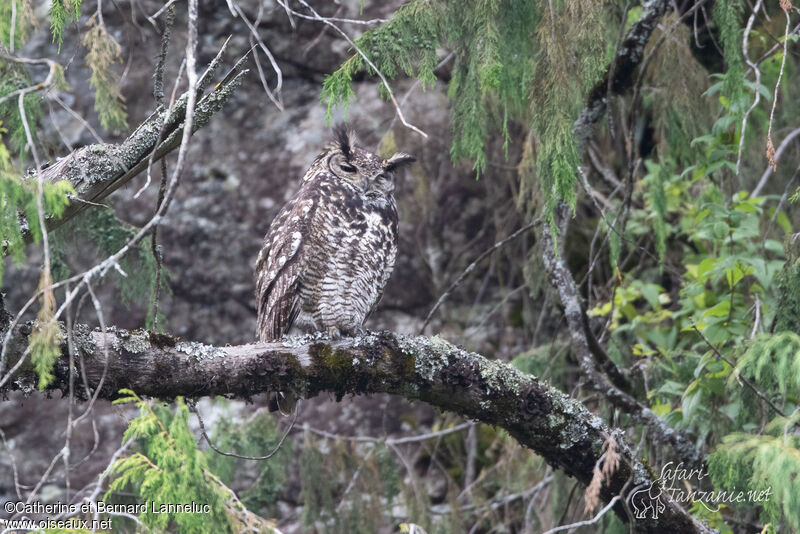 Cape Eagle-Owladult, identification