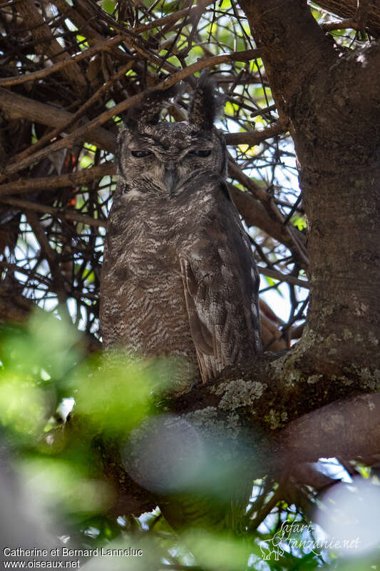 Greyish Eagle-Owladult, identification