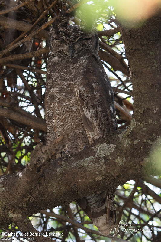 Grand-duc vermiculéadulte, identification