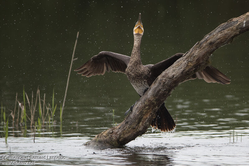 Grand Cormoranimmature, Vol, Comportement