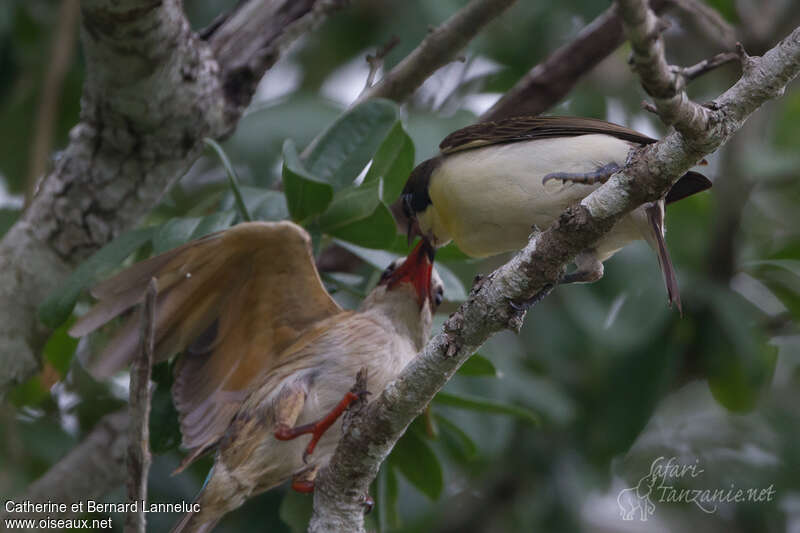 Greater Honeyguidejuvenile, parasitic reprod.