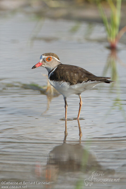 Three-banded Ploveradult, identification