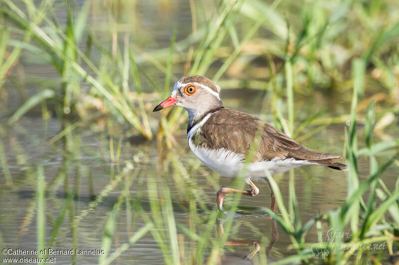 Three-banded Ploveradult, walking, Behaviour