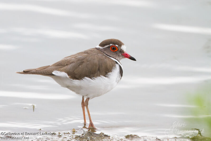 Three-banded Ploveradult, identification