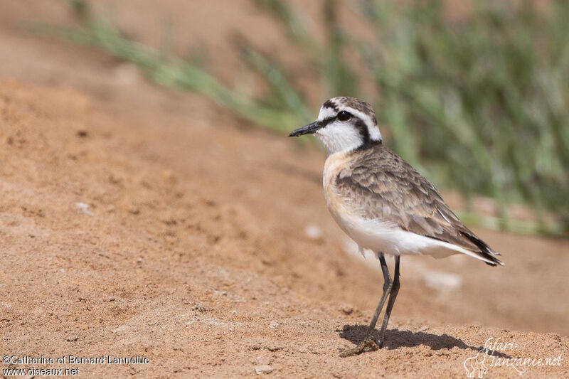 Kittlitz's Ploveradult, identification