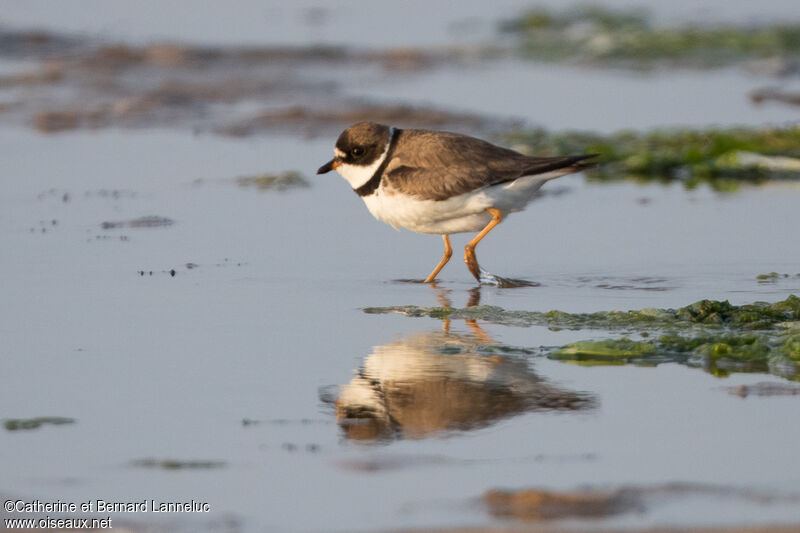 Semipalmated Plover