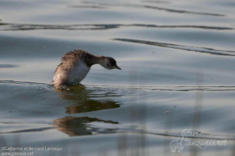 Little Grebeadult post breeding, Behaviour