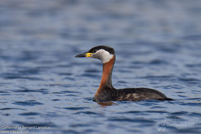 Red-necked Grebeadult breeding, identification