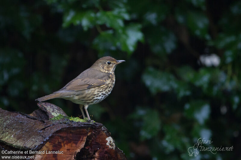 Song Thrush