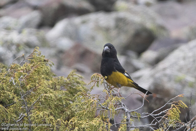 White-winged Grosbeak male adult