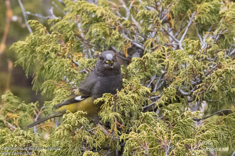 White-winged Grosbeak female adult, eats