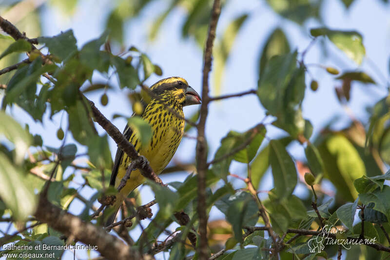 Spot-winged Grosbeak female adult, identification