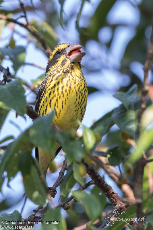 Spot-winged Grosbeak female adult, feeding habits, eats