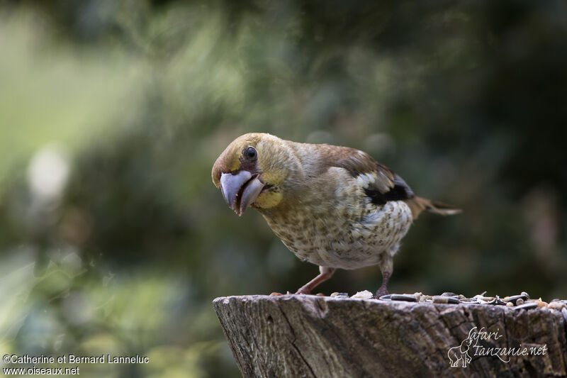 Hawfinchjuvenile, eats